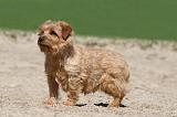 NORFOLK TERRIER 017